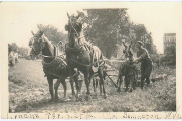 Unidentified teamster works hard at transferring or hauling a load. 