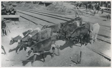 Cattle are moved down the hill.