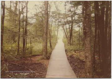 Looking down the wooden path that cuts through the forest. 