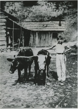 Gill poses next to the harnessed animals. He holds a rope meant to lead them. 