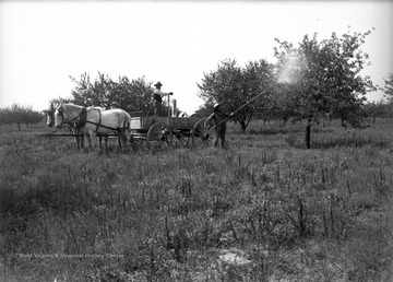 Horses pull sprayer in back of wagon being used to protect orchard against Codling Moth.
