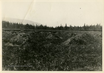 This image is part of the Thompson Family of Canaan Valley Collection. The Thompson family played a large role in the timber industry of Tucker County during the 1800s, and later prospered in the region as farmers, business owners, and prominent members of the Canaan Valley community."This hay cut and raked - shucked by hand" 