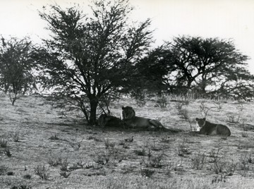 A male and a female lion resting, South Africa.   