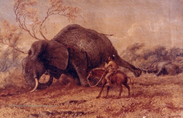 A print of a watercolor painting by Thomas Baines. Obtained from the Transvaal Museum (now Ditsong National Museum), Pretoria, South Africa.