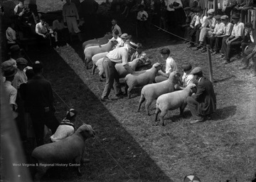 A group of unidentified boys hold onto sheep as they are inspected by a supervisor. 