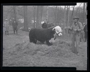 A man pulls the reigns that are strapped to a champion bull.