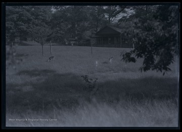 Two deer are pictured just outside of a log cottage.