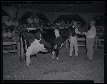 The judge stands beside the prize cow. 