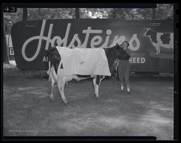 Combs stands beside the dairy cow.