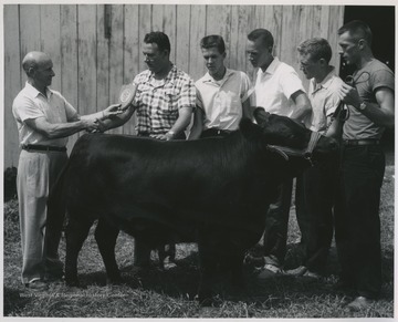 4-H members compete at the state fair with their steer. 