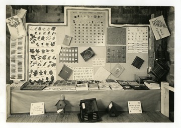 Display featuring trees, fruits, and wildflowers found in West Virginia.