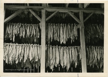 Primed leaves hanging in barn for curing. This grower in Cabell County primed 500 sticks from 1.3 acres of crop.