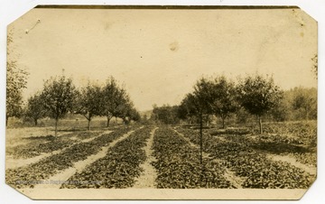 "Marshall Grocery agreed to take all strawberries."