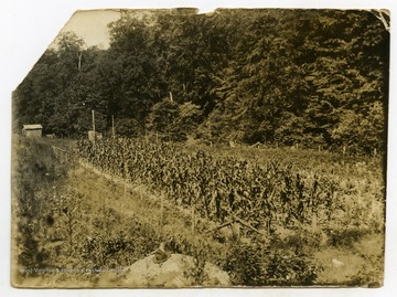 Plot measured, planted and cared for by Corn Club Member Raymond Taylor.