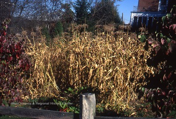 Taken in 1981. Corn from 1981.